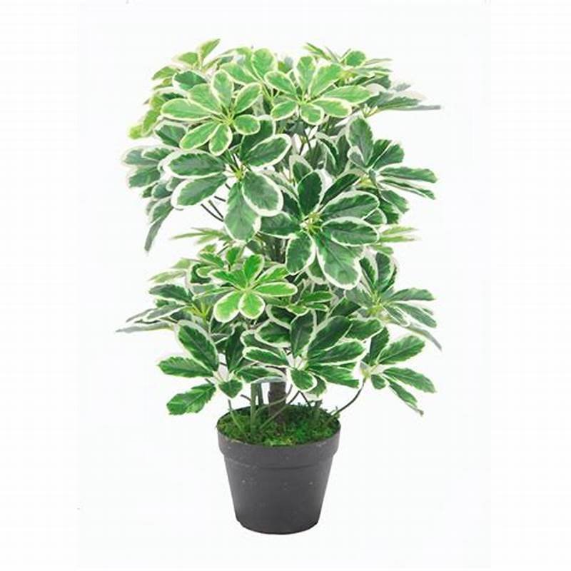 Umbrella Plant